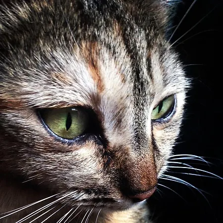 Ca' Dei Gatti *
