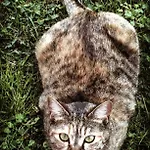 Ca' Dei Gatti Toscolano Maderno